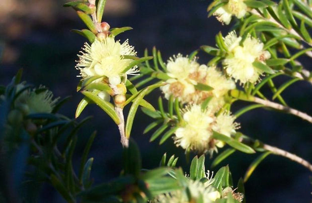 Hypocalymma linifolium 'Lemon Beauty'140mm