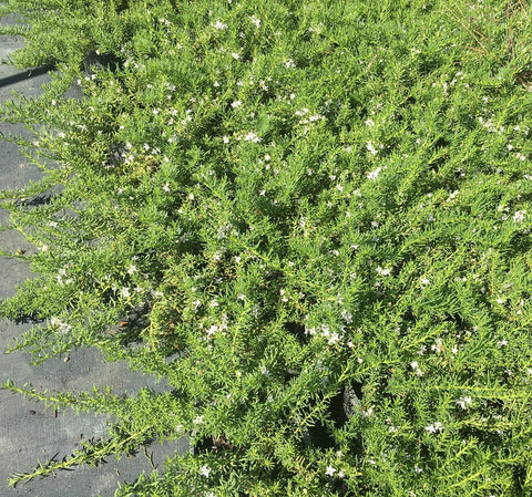 Myoporum fine leaf White Tube