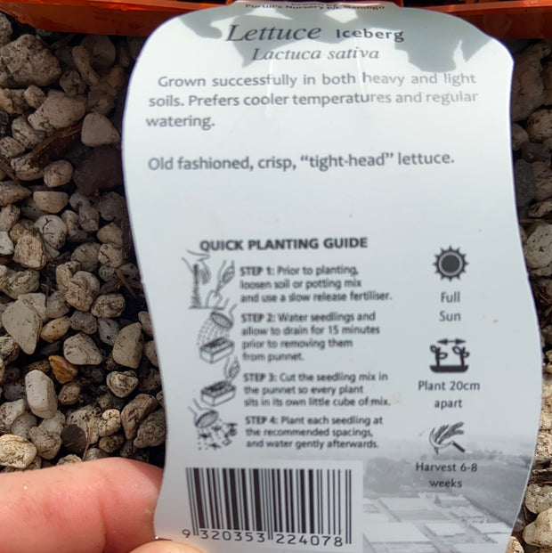Lettuce ‘Iceburg’ - Purtill