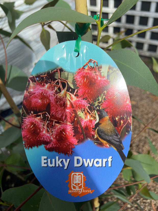 Eucalyptus leucoxylon Euky Dwarf 400mm