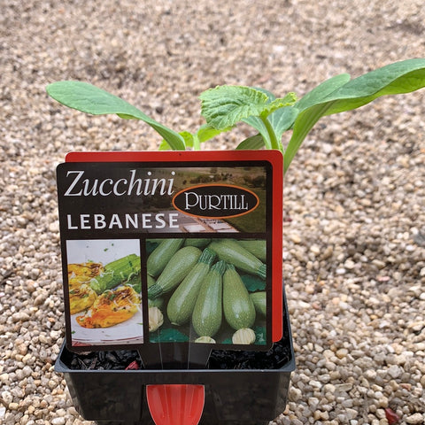 Zucchini ‘Lebanese’ - Purtill maxi