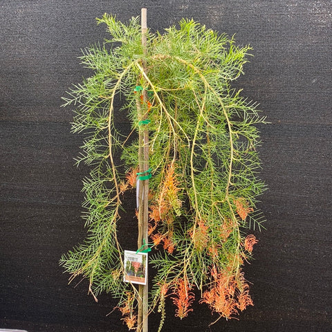 Grevillea 'Nana' Standard 300mm
