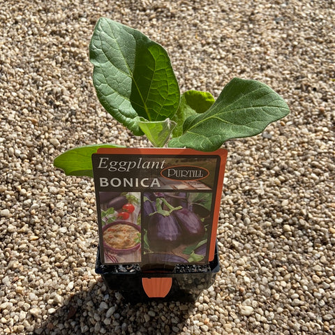 Eggplant Bonica ‘Maxi’
