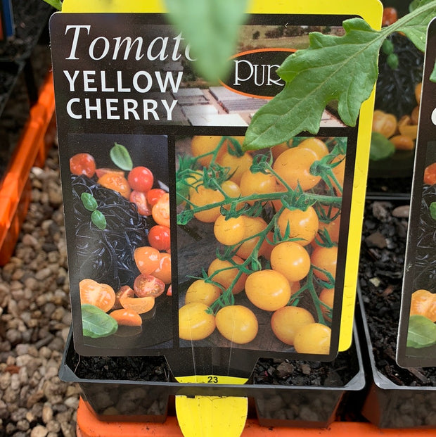 Tomato ‘Yellow Cherry’ - Purtills - maxi