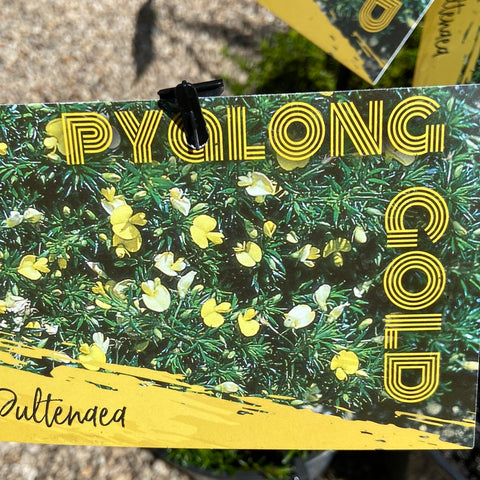 Pultenaea Pyalong Gold 140mm