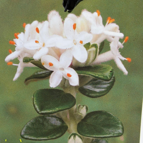 Pimelea nivea 140mm