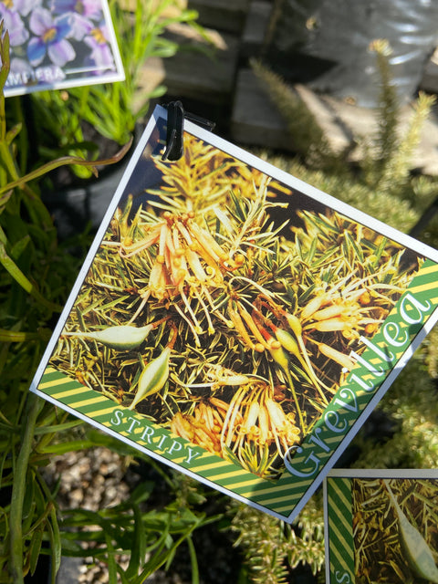 Grevillea juniperina Stripy 140mm