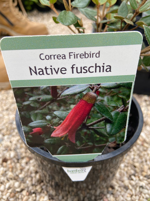 Correa Firebird 140mm