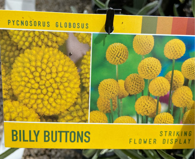 Pycnosorus globosus 'Billy Buttons' 140mm