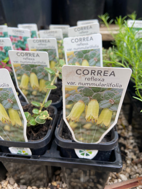 Correa nummularifolia 70mm Tube