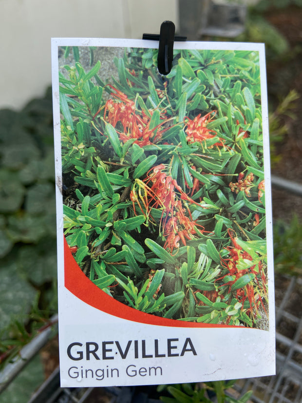 Grevillea 'Gingin Gem' 140mm