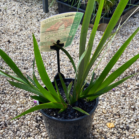 Anigozanthos Bush Princess 140mm