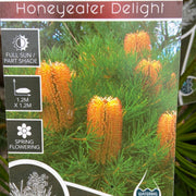 Banksia Honeyeater Delight 140mm