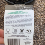 Nellie Kelly blackberry thornless 200mm