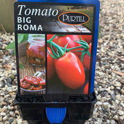 Tomato ‘Big Roma’ - Purtill maxi
