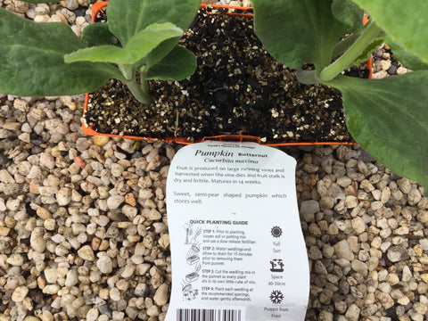 Pumpkin ‘Butternut’ - Purtill