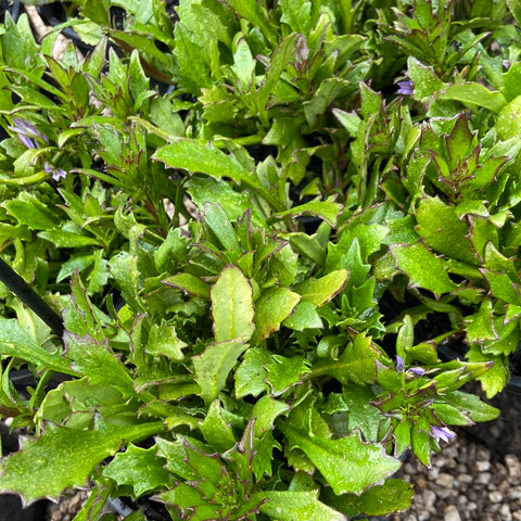 Scaevola Fandancer 140mm