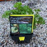 Parsley ‘triple curled’ - Purtill max