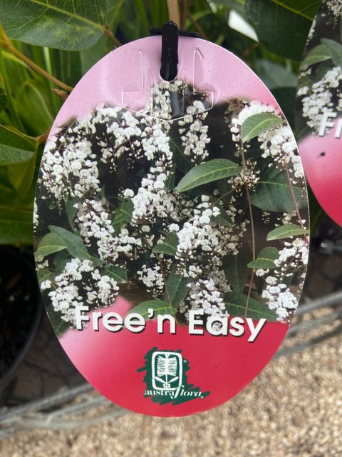 Hardenbergia violacea 'Free n Easy' 200mm