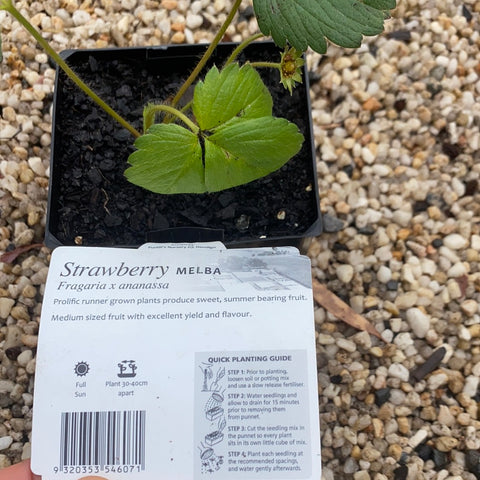 Strawberry ‘Melba’ -Purtill maxi