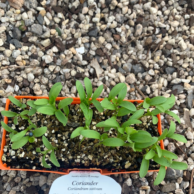 Coriander - Purtills
