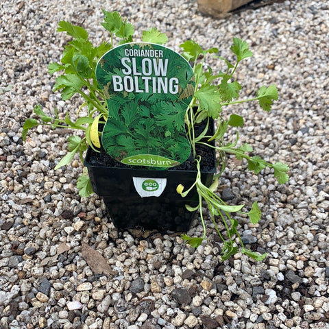 Coriander Slow Bolting - Scotsburn