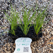 Garlic Chives - Scotsburn
