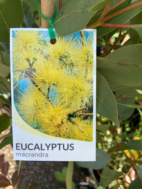 Eucalyptus Macrandra 200mm