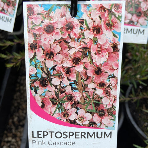 Leptospermum cascade pink 140mm