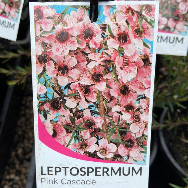 Leptospermum cascade pink 140mm