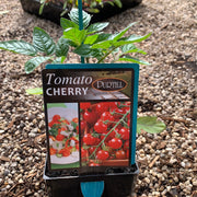 Tomato ‘Cherry’ - Purtill maxi