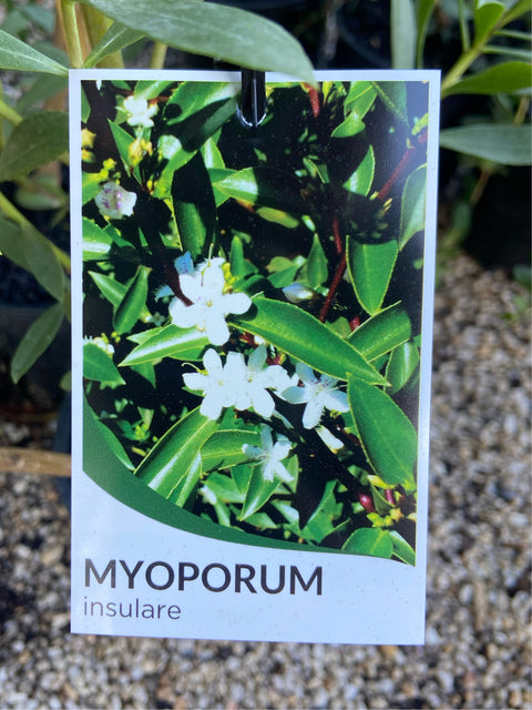 Myoporum insulare 140mm