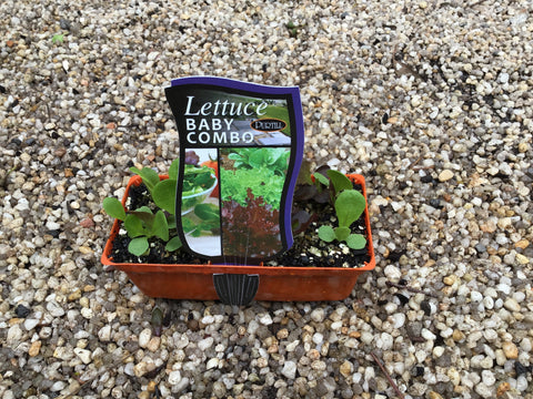 Lettuce ‘Baby Combo’ - Purtill