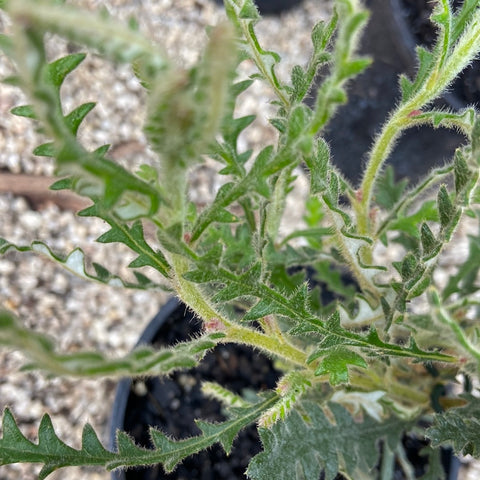 Banksia densa 140mm