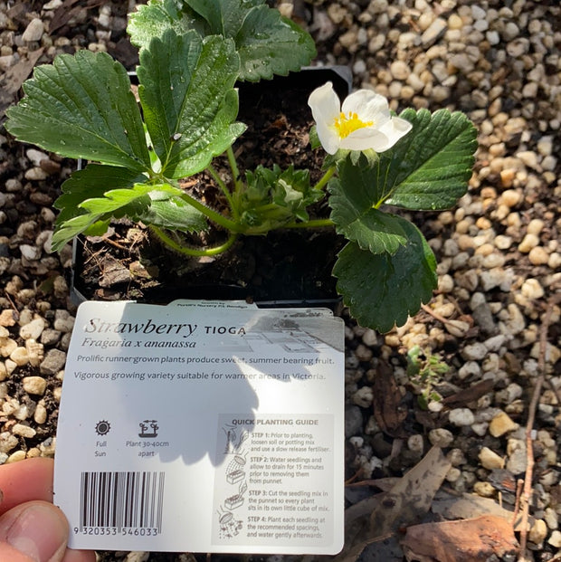Strawberry ‘Tioga’ - Purtill maxi