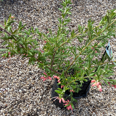 Grevillea Poorinda Tranquility 140mm