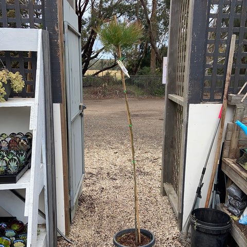 Grevillea 'Purple Haze' Standard 300mm