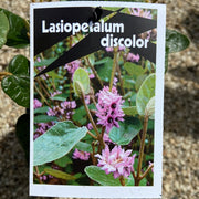 Lasiopetalum discolor 140mm