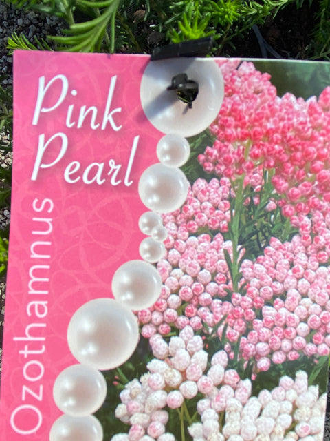 Ozothamnus 'Pink Pearl' 140 mm