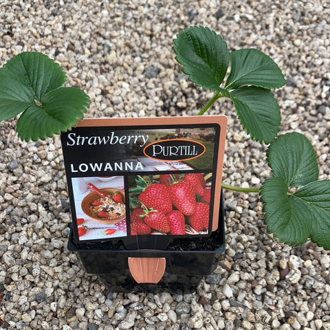 Strawberry ‘Lowanna’ - Purtill Maxi