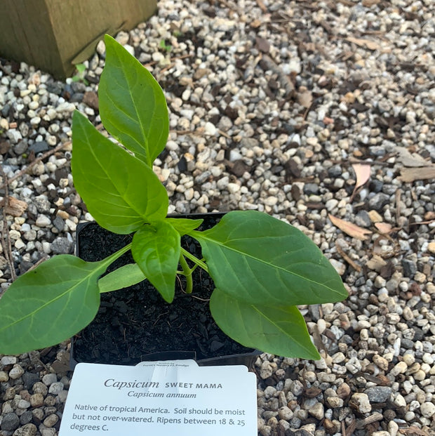Capsicum ‘Sweet Mama’ - Purtill maxi