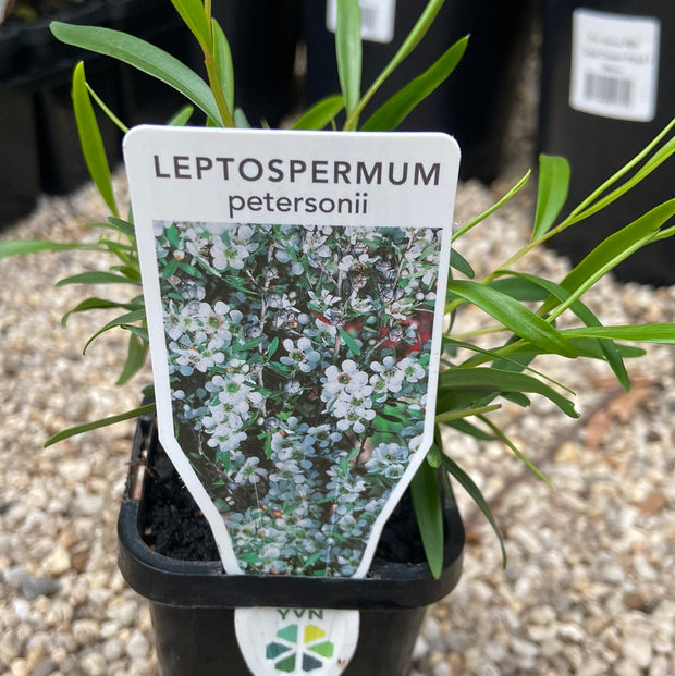 Leptospermum Petersonii 70mm