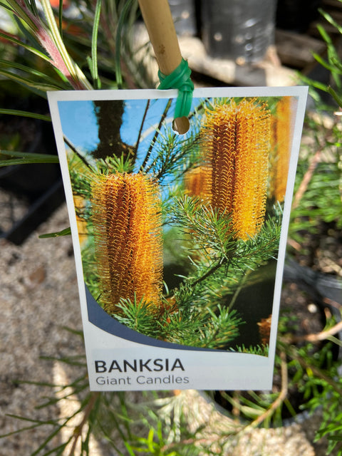 Banksia 'Giant Candles' 140mm