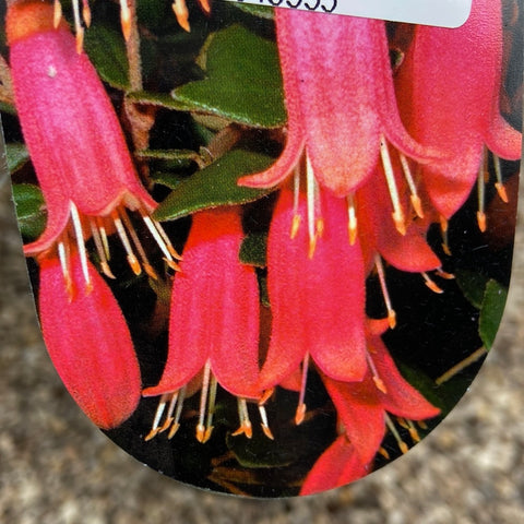 Correa Pinker Bells 140mm