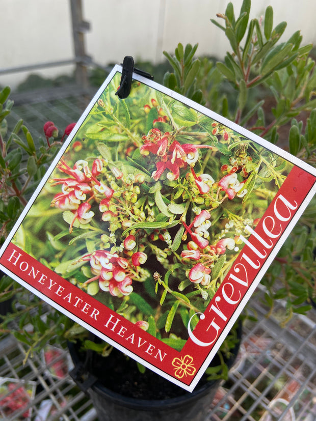 Grevillea Lanigera 'Honeyeater Heaven' 140mm