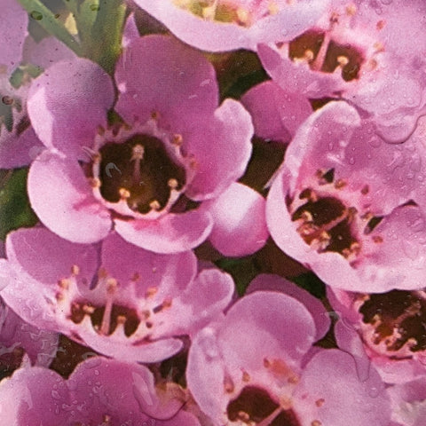 Chamelaucium hybrid Kerryn 140mm
