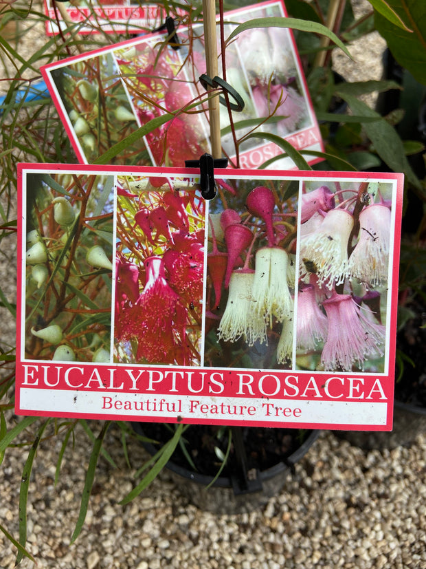 Eucalyptus rosacea 140mm