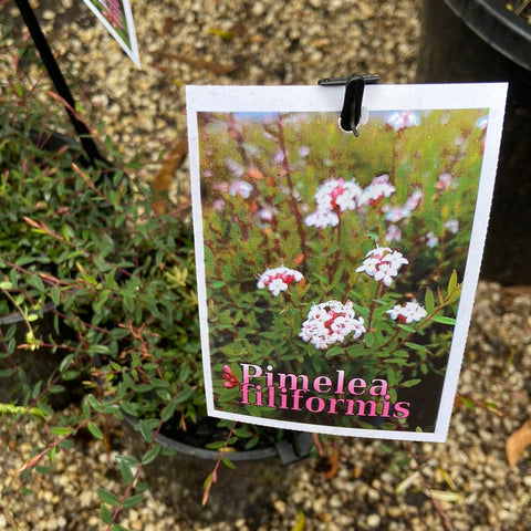 Pimelea filiformis Trailing Form 140mm
