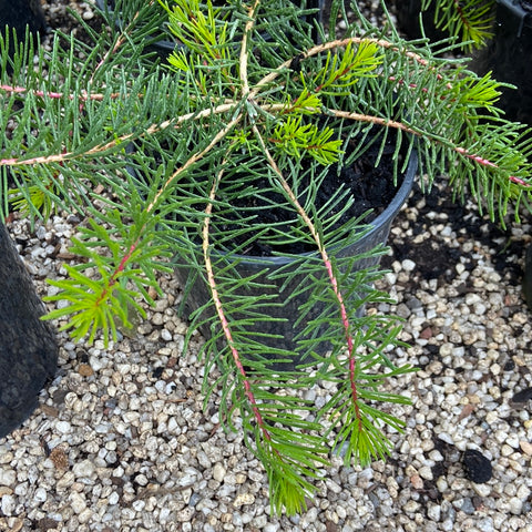 Calothamnus quadrifidus Dwarf 140mm