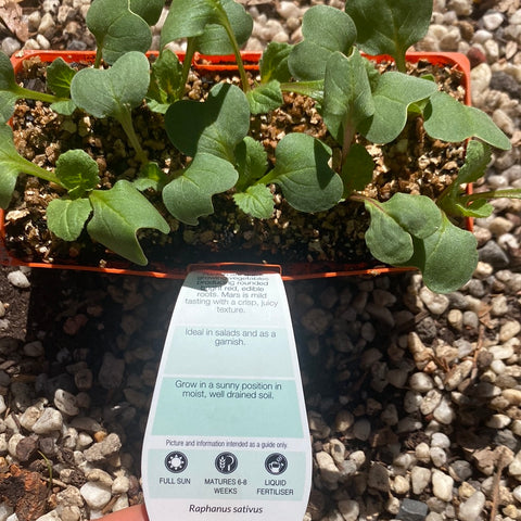 Radish ‘Mars’ - Purtills